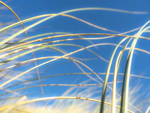 Dune grasses 01953