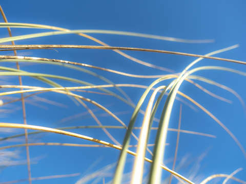 Dune grasses 01954