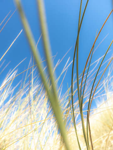Dune grasses 01949