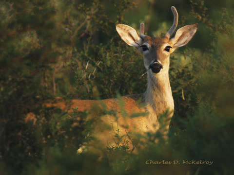Half antler