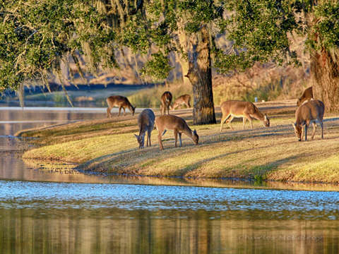 Evening graze
