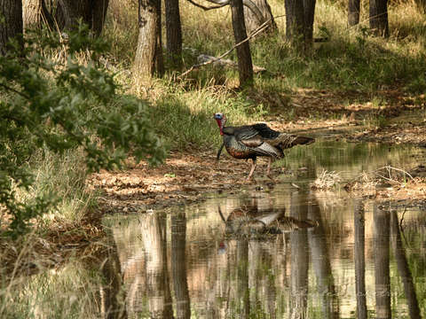 Turkey creek