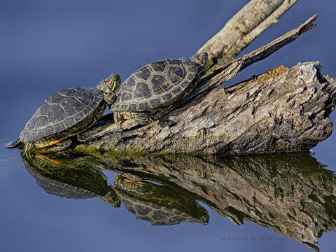 Stump turtles