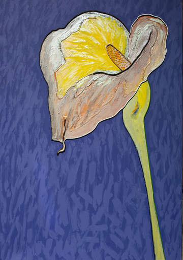Cala lily no 80