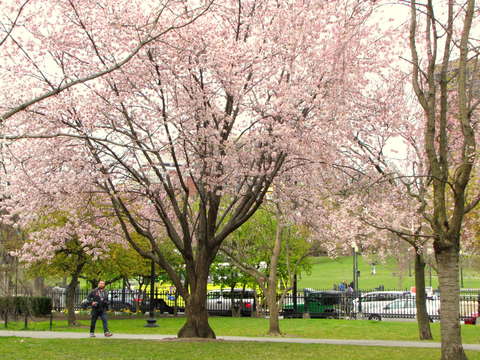 A touch of pink
