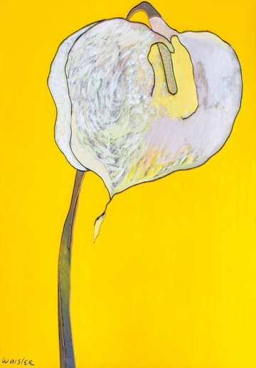 Cala lily no 1305