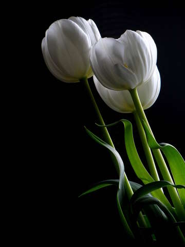 Tulips