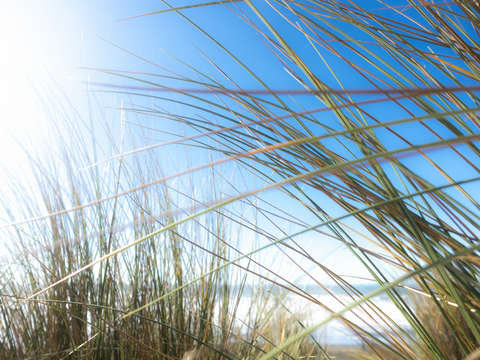 Grasses 3325