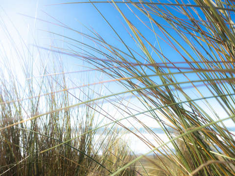 Grasses 3324