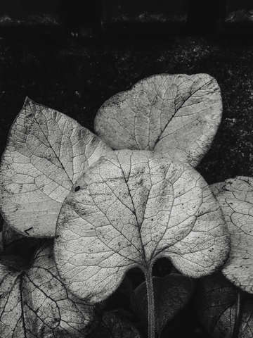 Botanical leaf study 3
