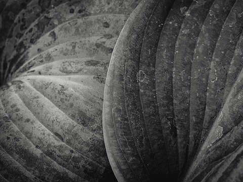 Botanical leaf study 4