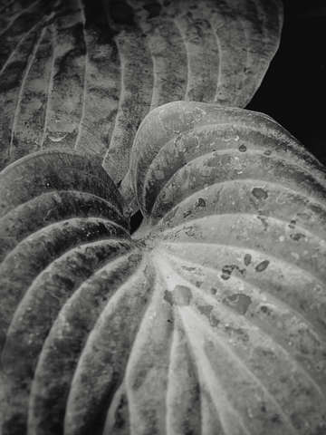 Botanical leaf study 5