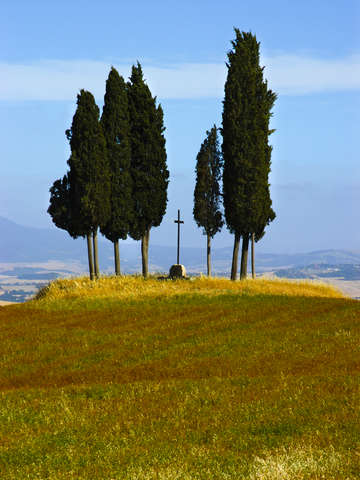 Tuscan cypress trees san quirico dorcia italy