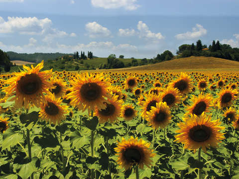 Tuscan sunflowers