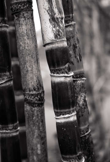 Sugarcane