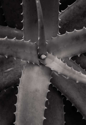 Serrated