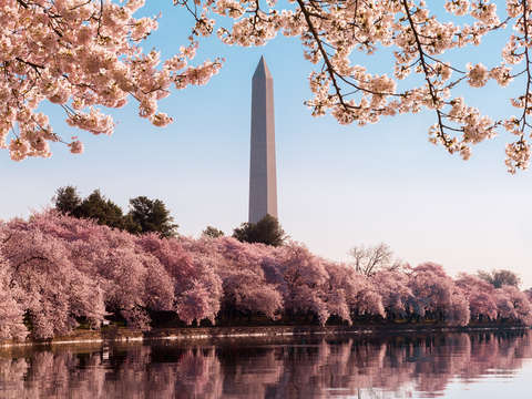 Washington monument at cherry blossom time