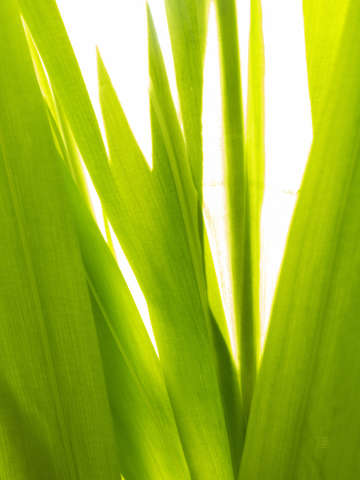 Sunkissed 3598