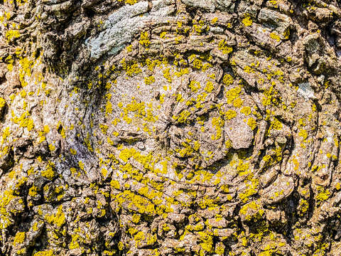 Oak