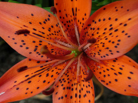 Lilting lily