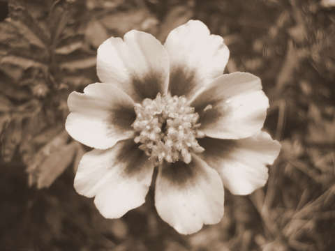 Marigold rethought