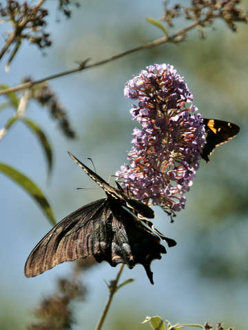 Butterflies in the sun