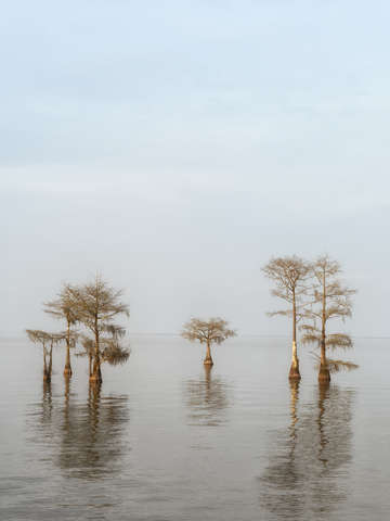 Gold cypress