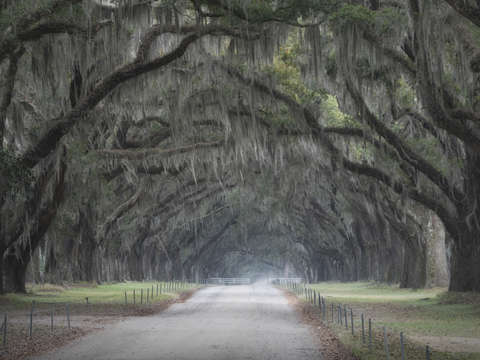 Oaks