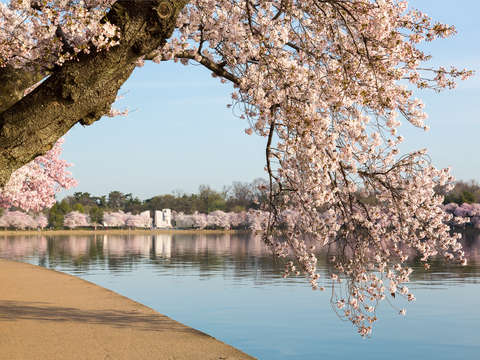 Cherry blossoms over mlk monument