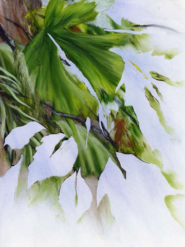 Hoh oxbow panel 1