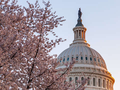 Cherry blossoms by the capitol dome