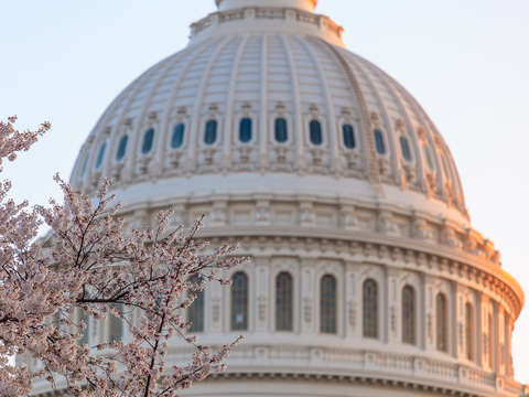 Blossoms by the dome