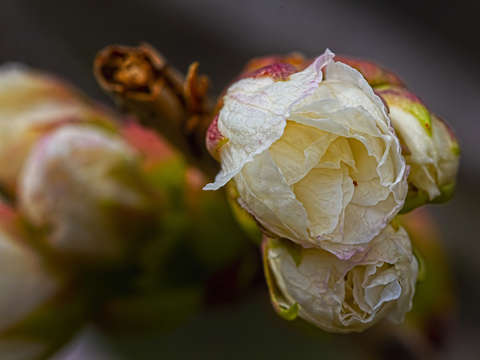Peony 8
