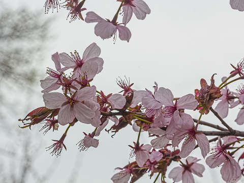 Cherry blossoms 15