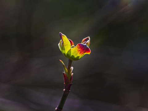 Spring bud 2