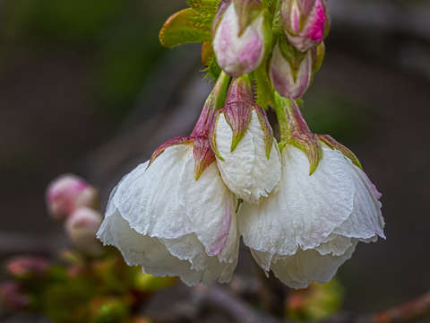Peony 9