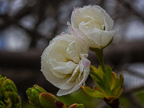 Peony 11