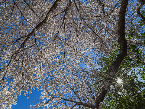 Cherry trees 4
