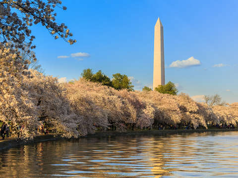Washington monument above cherry blossoms