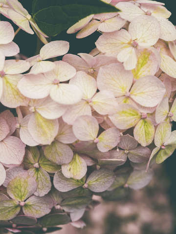 Hydrangea 8