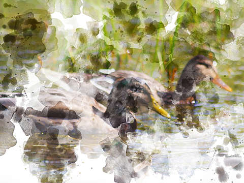 Ducks 3798