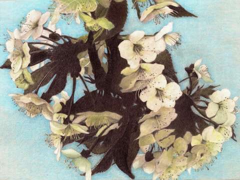 Blossom in the shadow