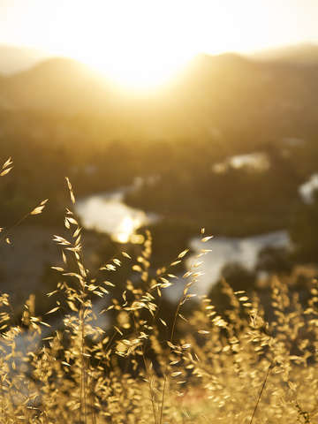 Wonder barley