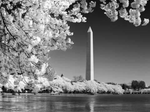 Cherry blossoms i