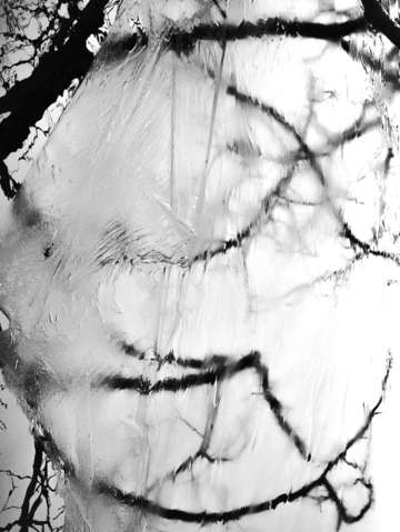 Tree reflection