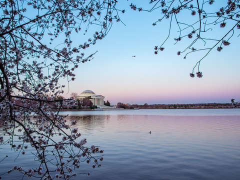 Cherry blossom morning on the tidal basin
