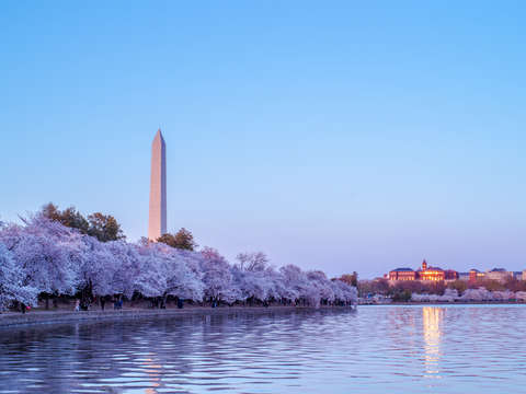 Blue hour and cherry blossoms