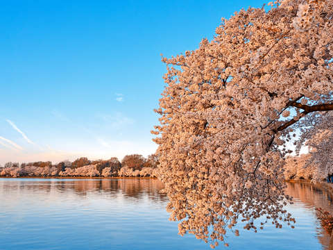 Washington dc cherry blossoms