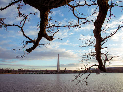 Cork tree and washington monumnet