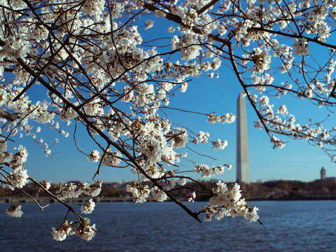 Full bloom 2